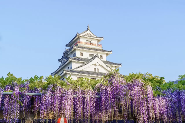 Wisteria Flowers in Japan: 10 Locations