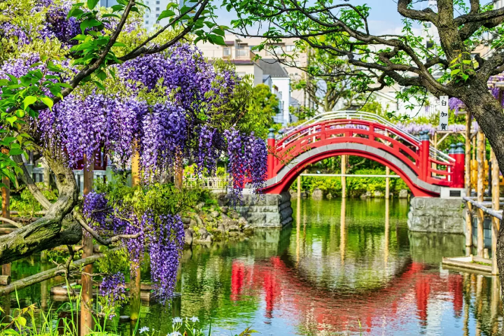Wisteria Flowers in Japan: 10 Locations