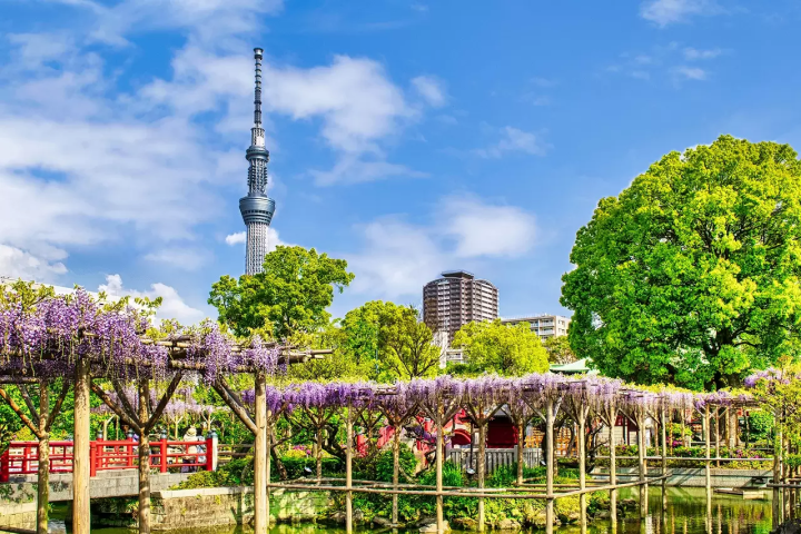 Wisteria Flowers in Japan: 10 Locations