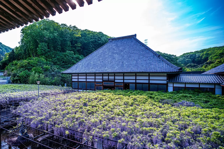 Wisteria Flowers in Japan: 10 Locations