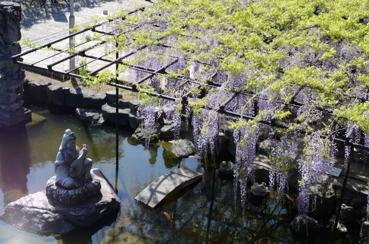 Wisteria Flowers in Japan: 10 Locations