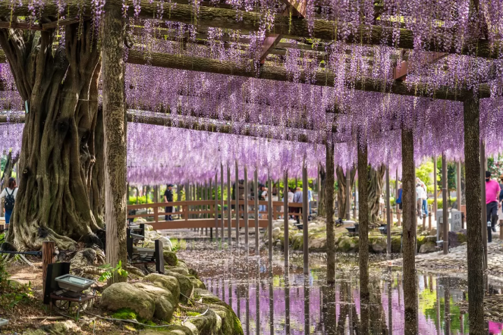 Wisteria Flowers in Japan: 10 Locations
