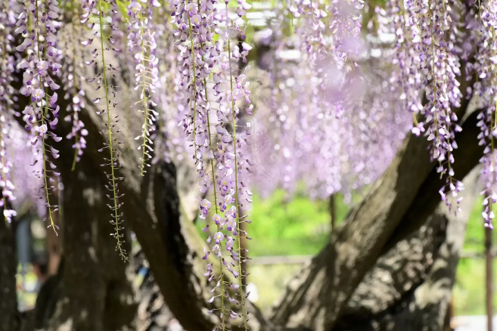 Wisteria Flowers in Japan: 10 Locations