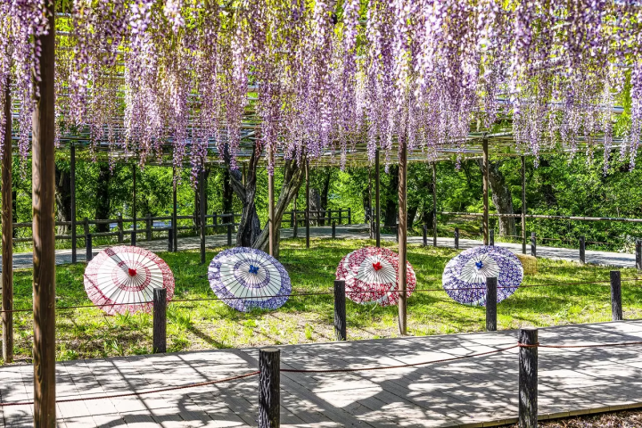 Wisteria Flowers in Japan: 10 Locations