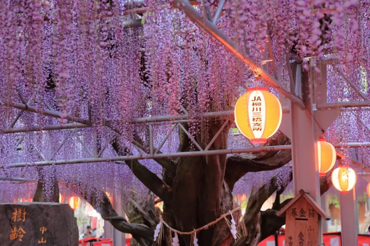 Wisteria Flowers in Japan: 10 Locations