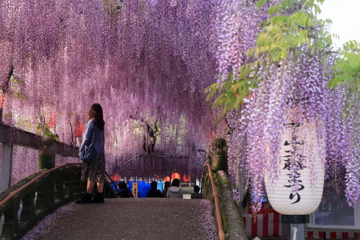 Wisteria Flowers in Japan: 10 Locations