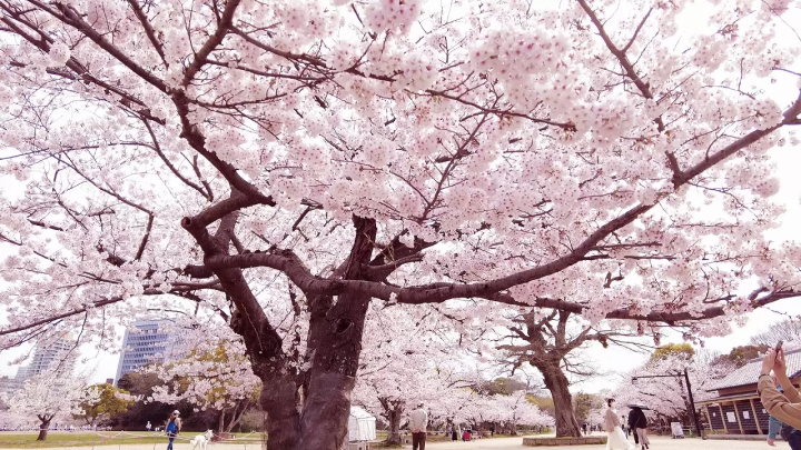 Fukuoka Cherry Blossoms: 14 Beautiful Locations in 2024