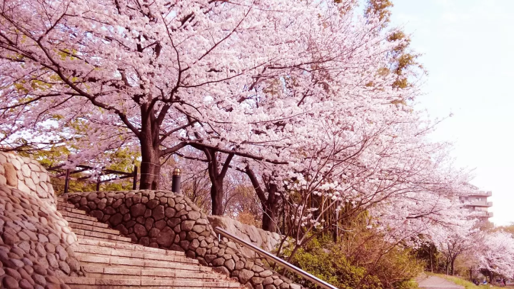 Fukuoka Cherry Blossoms: 14 Beautiful Locations in 2024