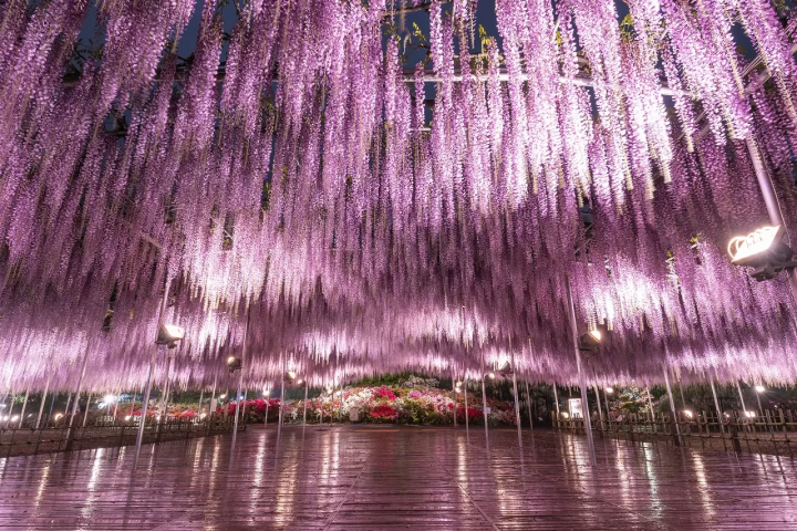 Flowers in Japan - Japanese flowers