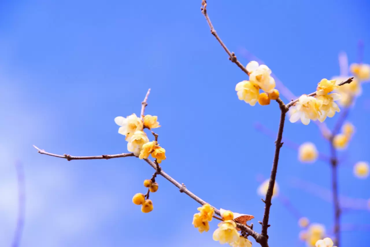 Flowers in Japan - Japanese flowers