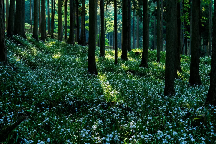 Flowers in Japan - Japanese flowers
