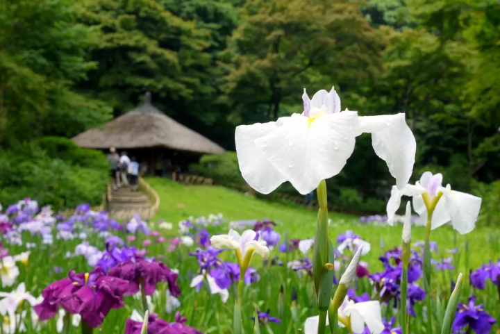 Flowers in Japan, Japanese flowers