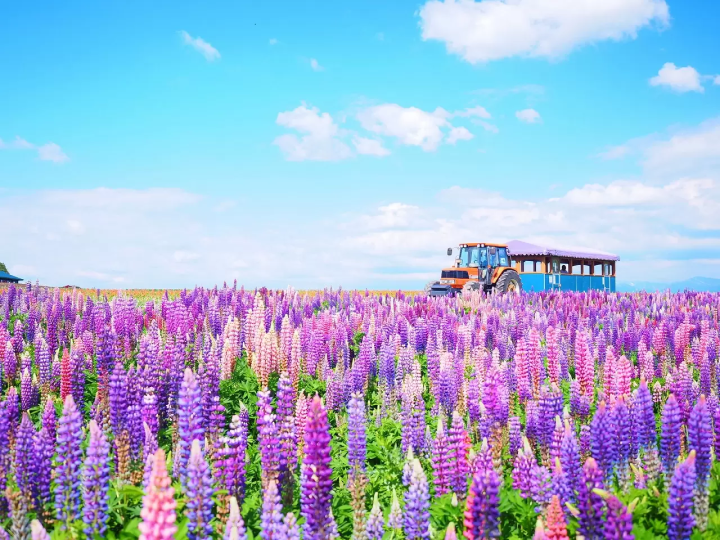 Flowers in Japan - Japanese flowers