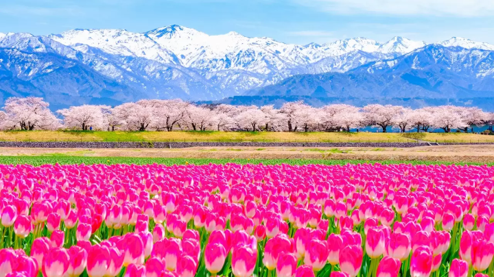Flowers in Japan - Japanese flowers