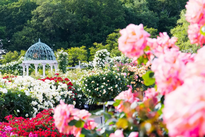 Flowers in Japan - Japanese flowers