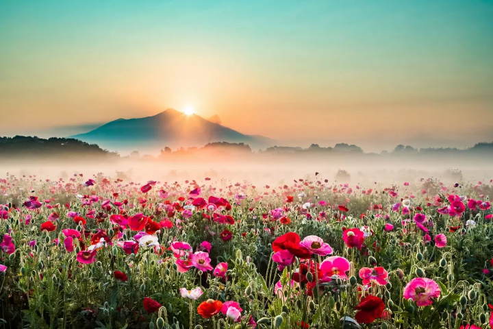 Flowers in Japan - Japanese flowers