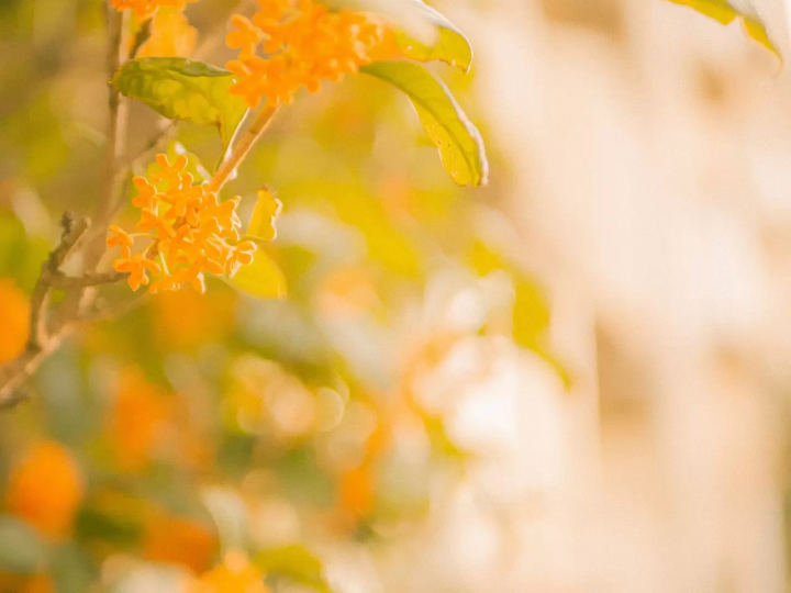 Flowers in Japan - Japanese flowers