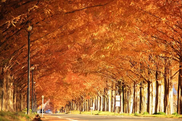 【滋賀】同時欣賞壯麗的景色和日本文化！可以享受駕車樂趣的觀光景點