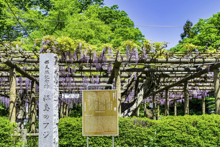 【2024】桜の次は藤の花！東京で人気の藤棚名所10選！