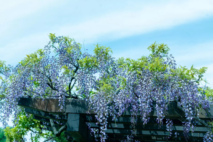 【2024】桜の次は藤の花！東京で人気の藤棚名所10選！