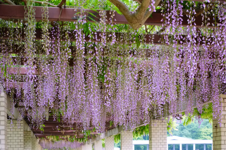 【2024】桜の次は藤の花！東京で人気の藤棚名所10選！