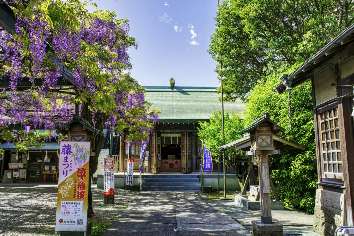 【2024】桜の次は藤の花！東京で人気の藤棚名所10選！