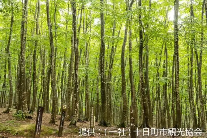 【니가타】 일상에서 떨어져 대자연을 만끽하는 여행! 렌터카로 돌아다니는 힐링 관광 명소