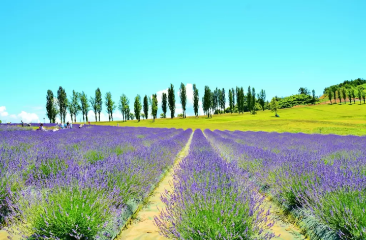 【니가타】 일상에서 떨어져 대자연을 만끽하는 여행! 렌터카로 돌아다니는 힐링 관광 명소