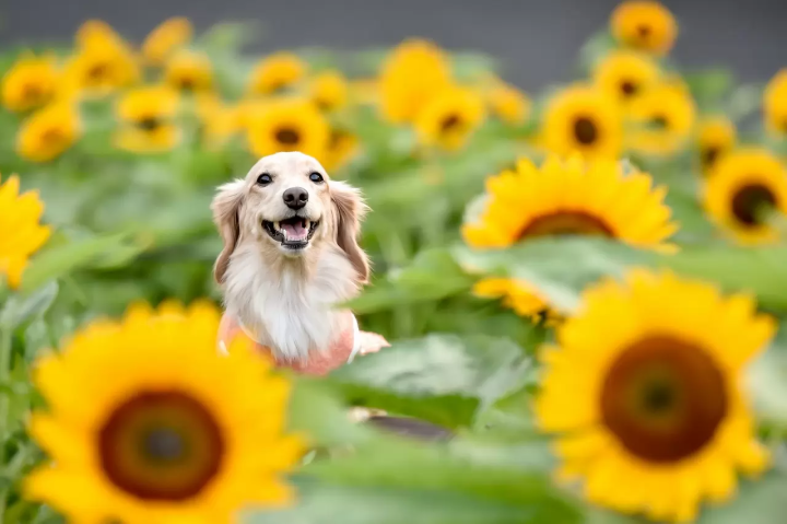 Japanese dogs / Dogs in Japan