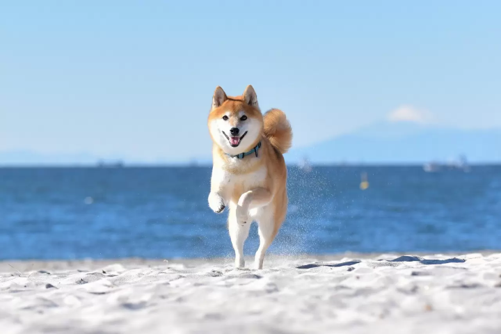 Japanese dogs / Dogs in Japan