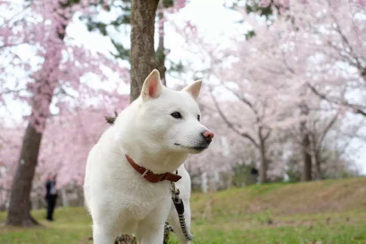 Japanese dogs, Dogs in Japan