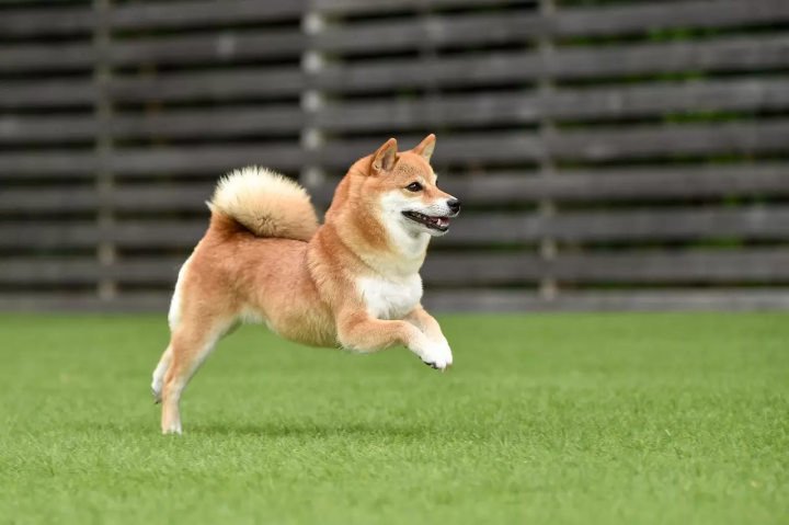 Japanese dogs / Dogs in Japan