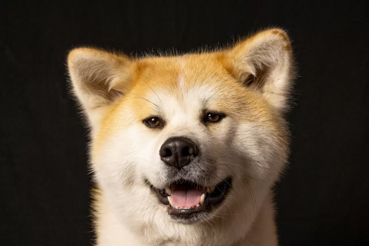 Japanese dogs / Dogs in Japan