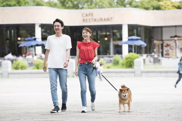 Japanese dogs / Dogs in Japan