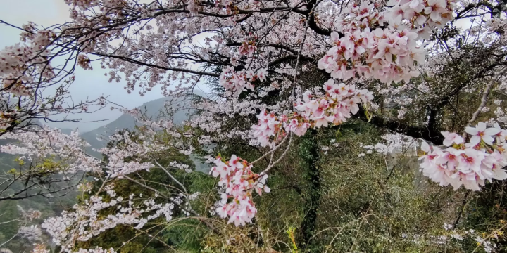 A beautiful view of cherry blossoms surrounded by the silence of the mountains