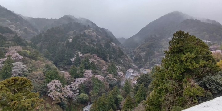 A beautiful view of cherry blossoms surrounded by the silence of the mountains