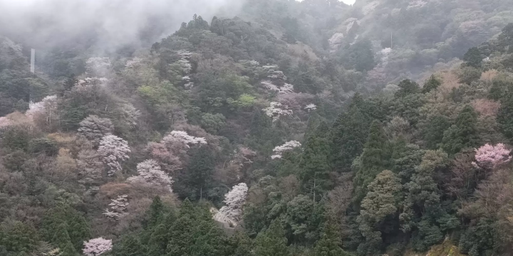 A beautiful view of cherry blossoms surrounded by the silence of the mountains