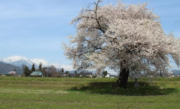 沿著立山黑部阿爾卑斯山脈路線，可以欣賞到絕美的景色和賞花勝地！