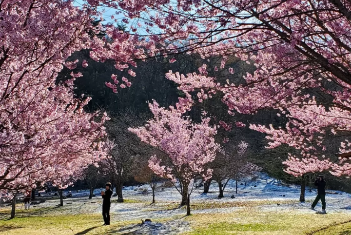 沿著立山黑部阿爾卑斯山脈路線，可以欣賞到絕美的景色和賞花勝地！