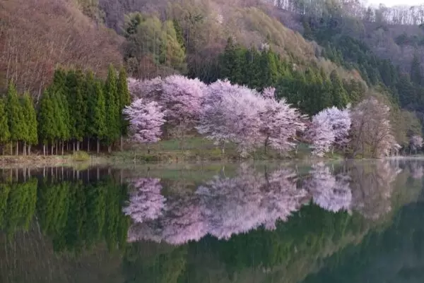 沿著立山黑部阿爾卑斯山脈路線，可以欣賞到絕美的景色和賞花勝地！
