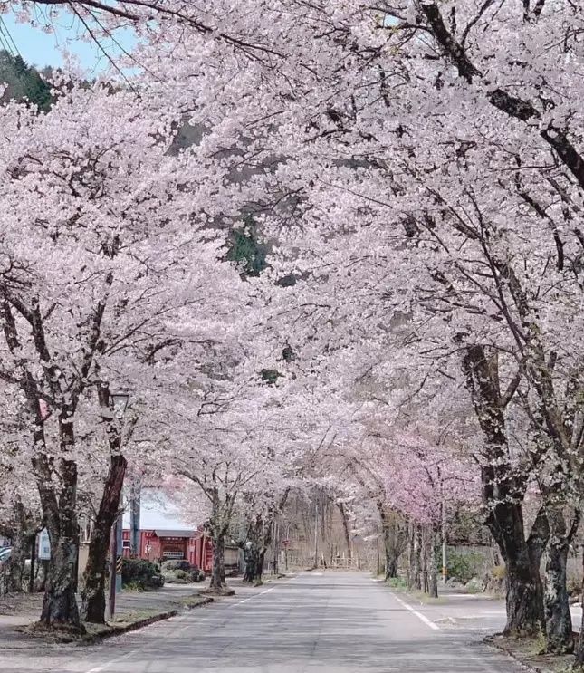沿著立山黑部阿爾卑斯山脈路線，可以欣賞到絕美的景色和賞花勝地！