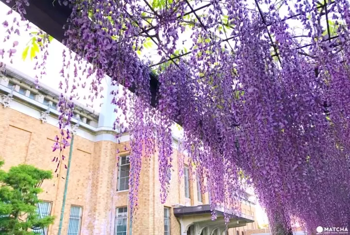 Kyoto Wisteria: 5 Splendid Locations in 2024