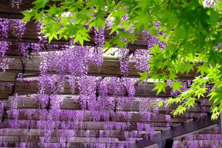 Kyoto Wisteria: 5 Splendid Locations in 2024