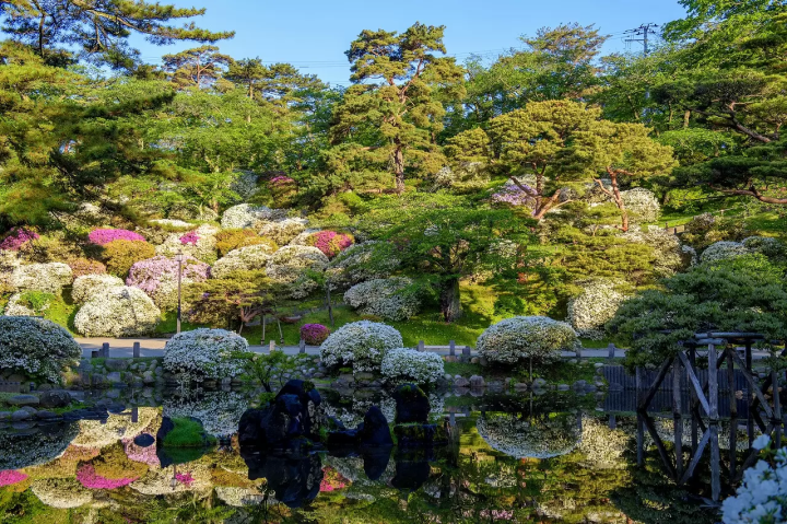 Japanese dogs / Dogs in Japan