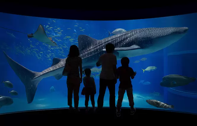 [2025 ล่าสุด] สถานที่ที่ต้องไปเยือนเมื่อมา โอซาก้า! สรุปข้อมูลท่องเที่ยว “ไคยูคัง” และ “ชิงช้าสวรรค์” ในเท็มโปซาน