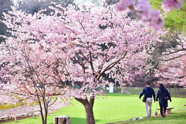Maruyama Park Hokkaido Jingu