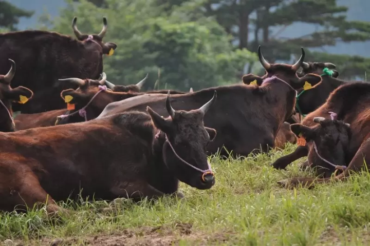 เพลิดเพลินกับกีฬาทางน้ำ ปูมัตสึบะ และเล่นสกี! วิธีเพลิดเพลินไปกับเมืองคามิ จังหวัดเฮียวโกะแยกตามพื้นที่