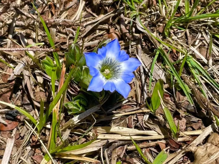 Summer 2025: Enjoy Aso in Early Summer! Things to See Around the Aso Volcano Museum