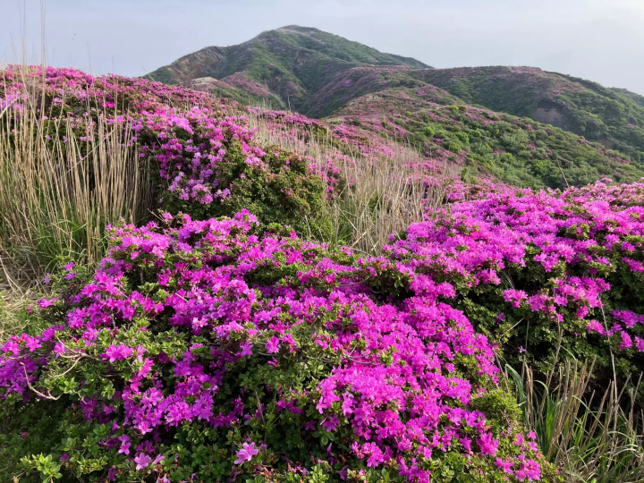 Summer 2025: Enjoy Aso in Early Summer! Things to See Around the Aso Volcano Museum