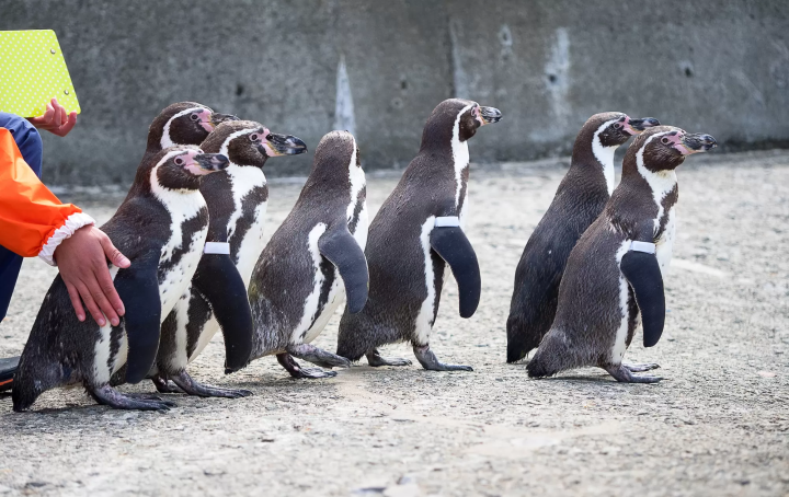 小樽1、2日景點行程整理:觀光客&在地人去的全征服!